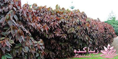 گیاهان آپارتمانی 